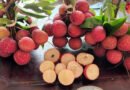 Vải Thiều không Hạt